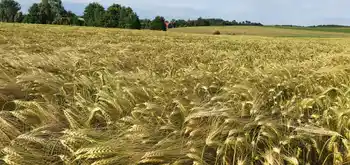 Mehrzeilige Gerste, Sorte Toreroo, Nahaufnahme, volle Ähren, Feld im Vordergrund, Baumreihen und blauer Himmel im Hintergrund