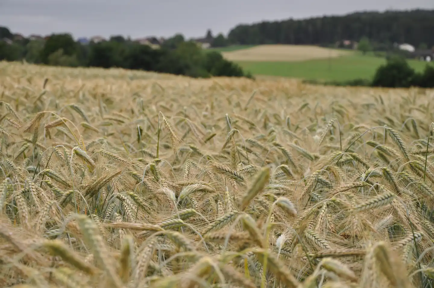 Wintertriticale, Sorte Brehat, Frontale, Häuser, Felder, Wiesen, Baumreihe und Himmel im Hintergrund