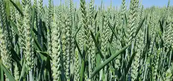 Winterweizen, Sorte Campesino, Kolbenweizen, Halbfrontale, grüne Ähren, blauer Himmel im Hintergrund