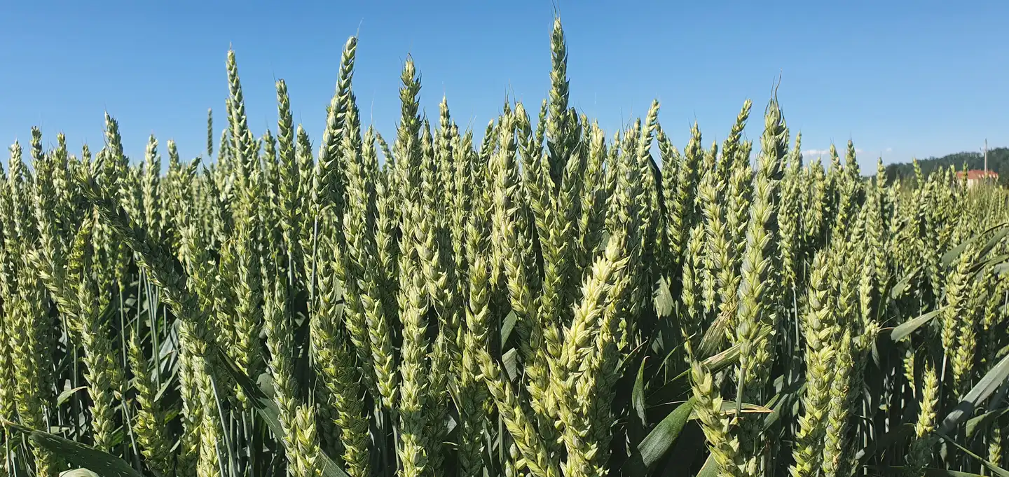 Winterweizen, Sorte Ernestus, Kolbenweizen, Halbfrontale, grüne Ähren, blauer Himmel im Hintergrund
