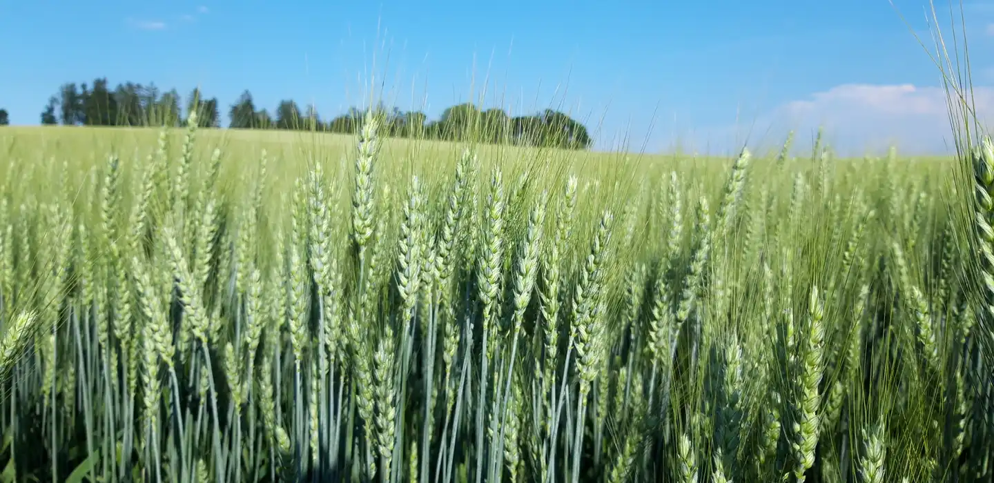 Qualitätsweizen, Grannenweizen, Sorte Ehogold, grüne Ähren, Halbnahaufnahme, Baumreihe und blauer Himmel im Hintergrund