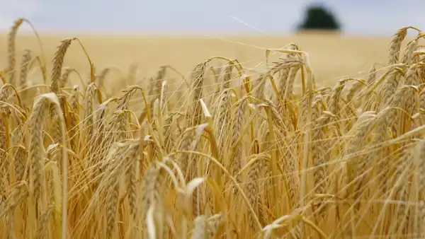 Sommergerste, zweizeilig, blauer Himmel, Nahaufnahme