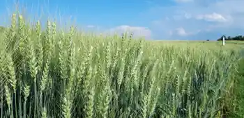 Sommerweizen KWS Expectum, Grannenweizen, Feld, blauer Himmel, Halbnahaufnahme