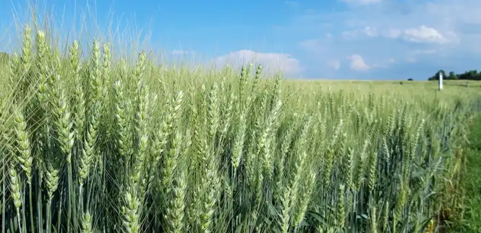 Sommerweizen KWS Expectum, Grannenweizen, Feld, blauer Himmel, Halbnahaufnahme