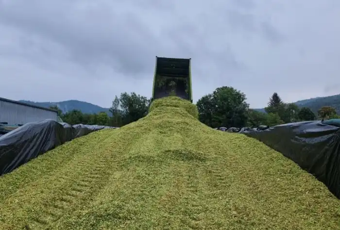 Entladung des gehäckselten Silomaises im Fahrsilo, Totale