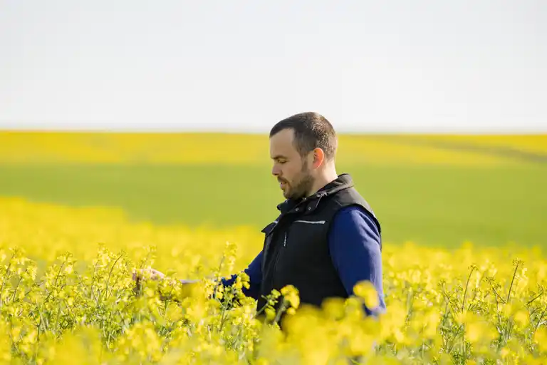 Landwirt im Raps-Feld, Halbtotale