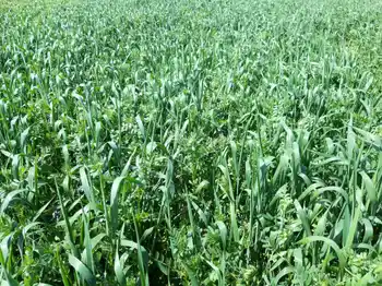 Wick-Triticale-Gemenge, Halbnahaufnahme