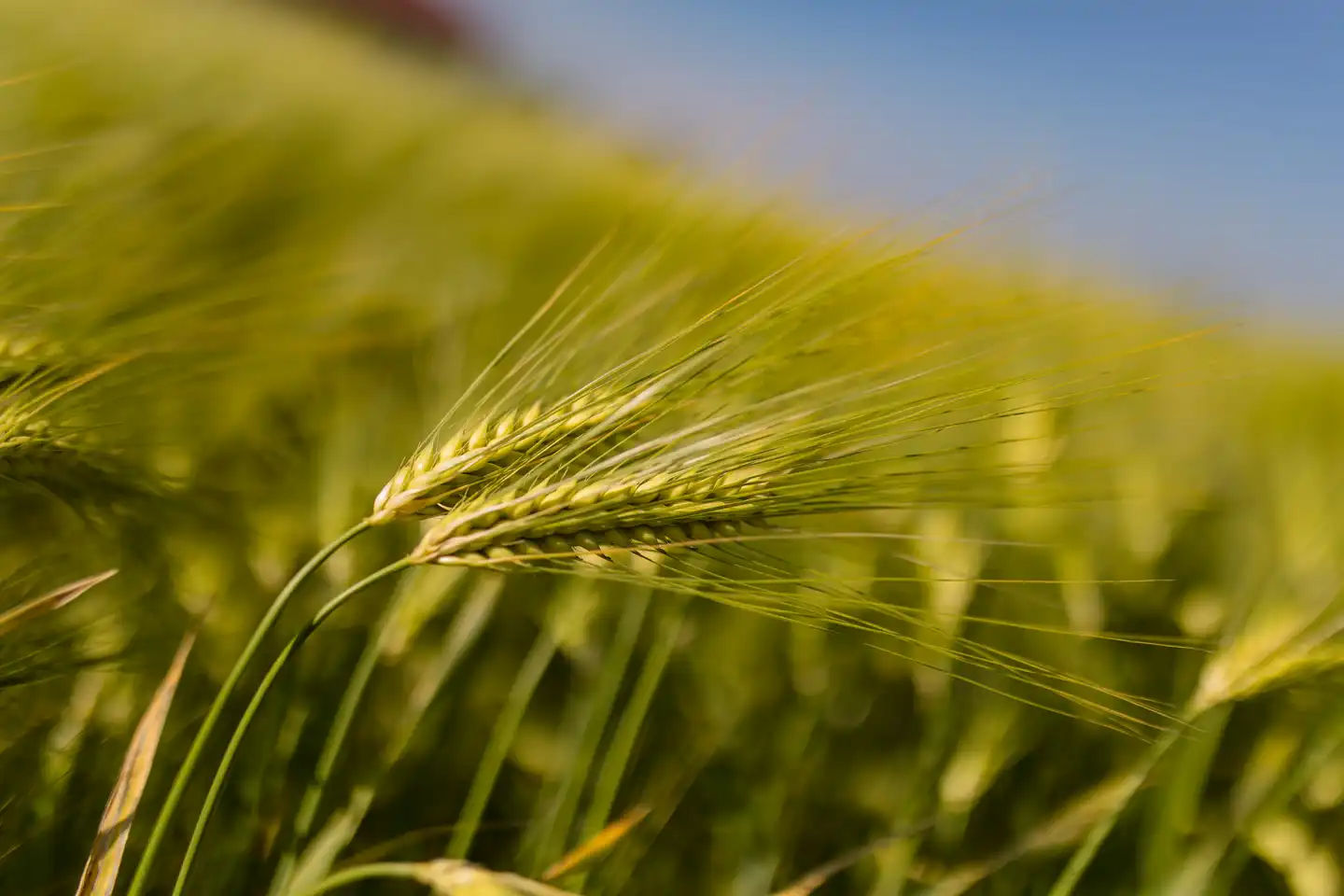 Mehrzeilige Gerste, Nahaufnahme, vollgefüllte Ähre, Sorte RGT Alessia