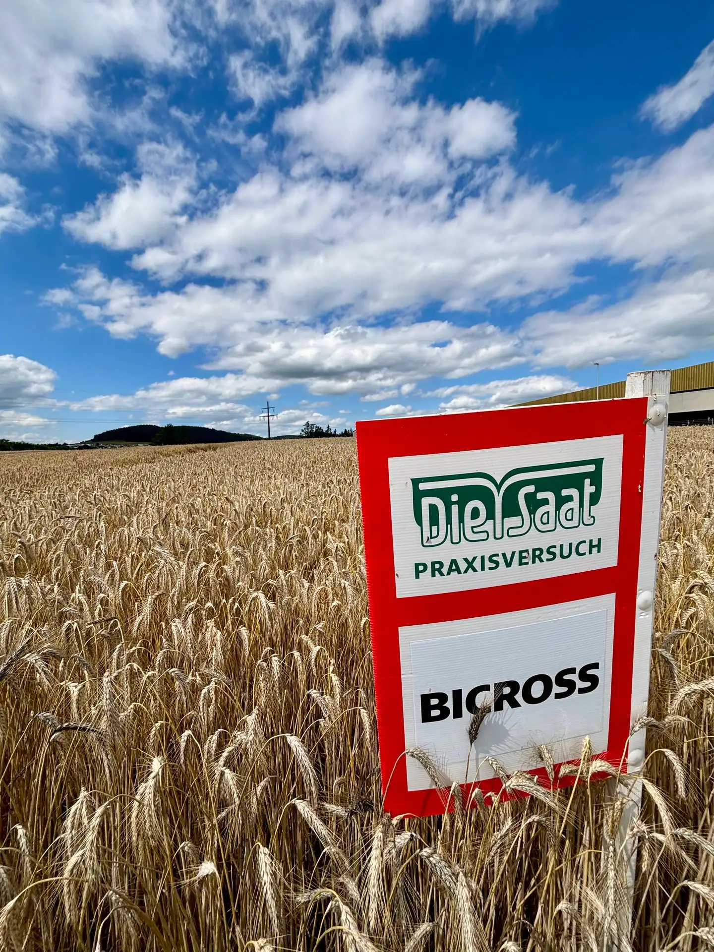 Wintertriticale, Sorte Bicross, Feldtafel Die Saat im Feld, Halbfrontale, reife Ähren, Himmel mit Wolken im Hintergrund, Baumreihe 