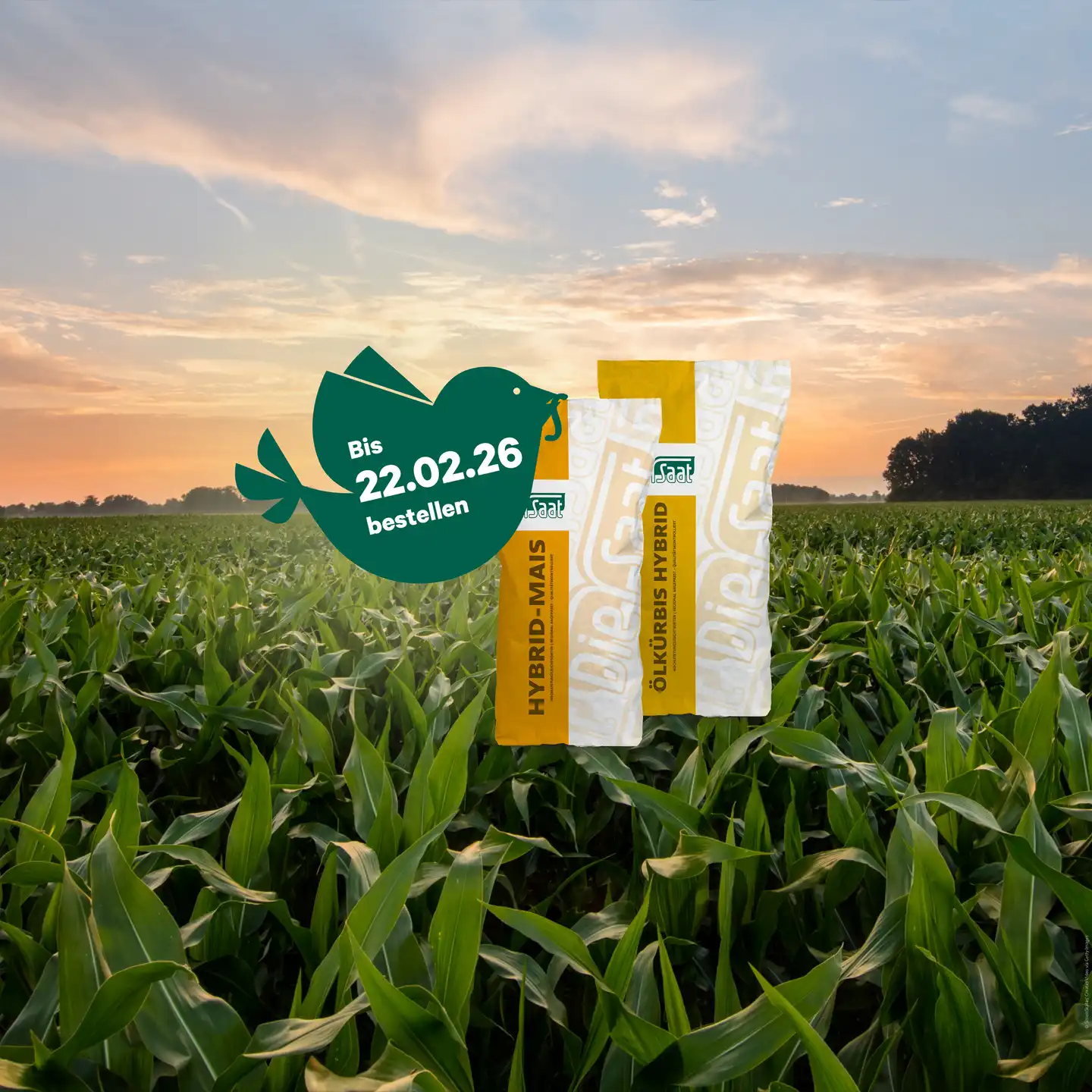 Teaserbild für Aktion "Frühbestellrabatt 2026": Saatgut-Säcke für Mais und Sonnenblume, "Früher-Vogel-fängt-den-Wurm-Icon", Maisfeld bei Sonnenaufgang
