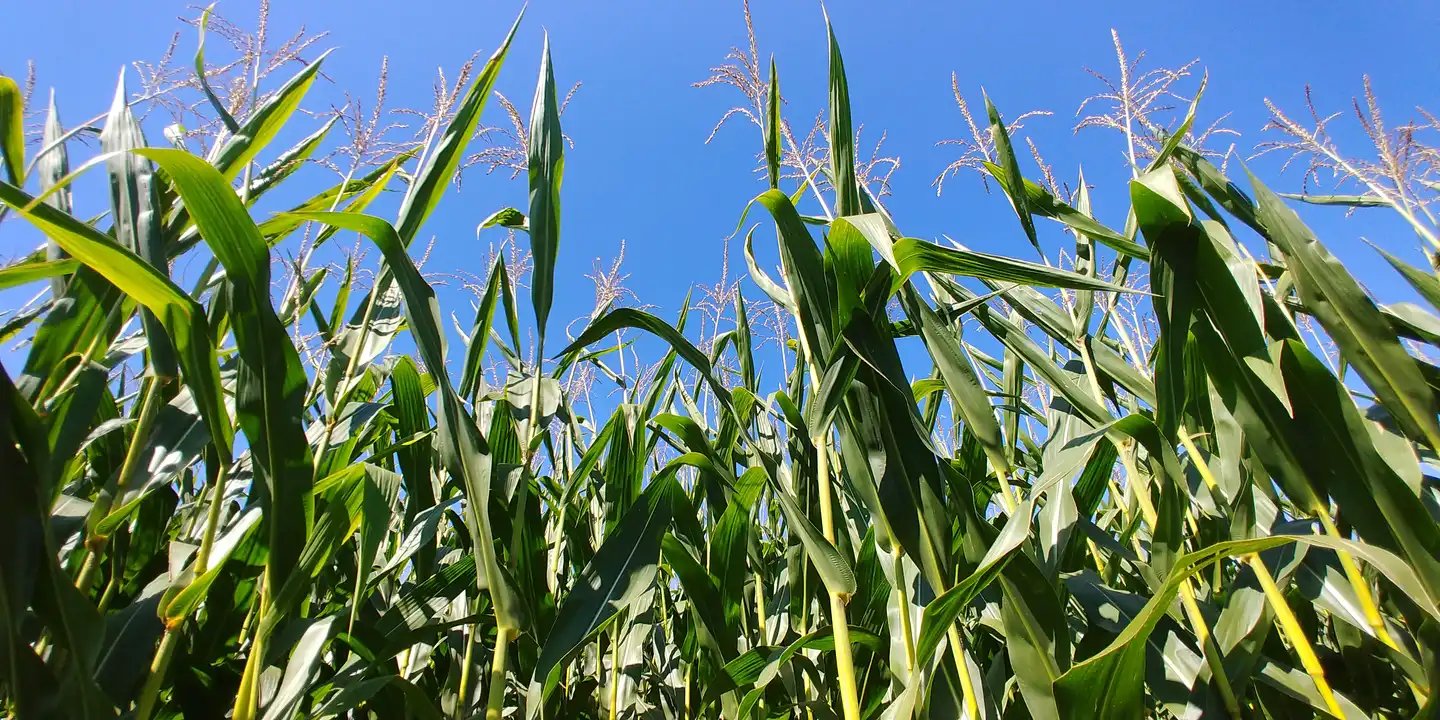 Mais mit grünen Blättern am Feld mit blauem Himmel