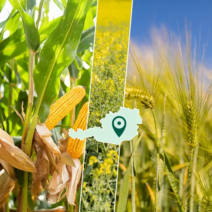 Teaserbild für Praxisversuche-Feature: Mais, Raps, Getreide, Österreich-Karte, Standort-Icon